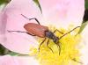 Anastrangalia sanguinolenta